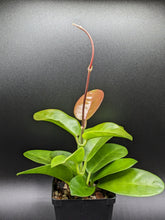 Load image into Gallery viewer, Hoya skinneriana, aka Hoya &#39;Dee&#39;s Big One&#39;, Exact Plant!
