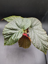 Load image into Gallery viewer, Angel Wing Begonia
