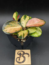 Load image into Gallery viewer, Hoya australis tricolor, 4-Inch, Pick Your Exact Plant!
