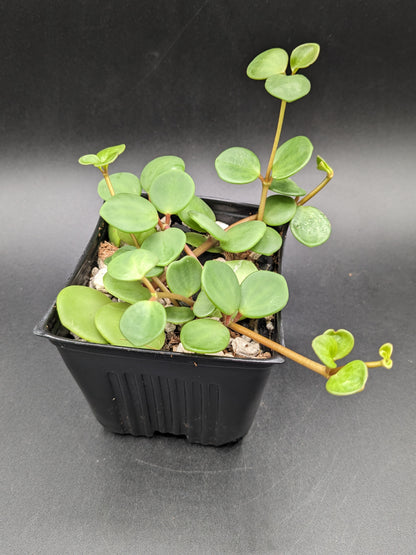 Peperomia 'Hope', 4-Inch, Exact Plant!