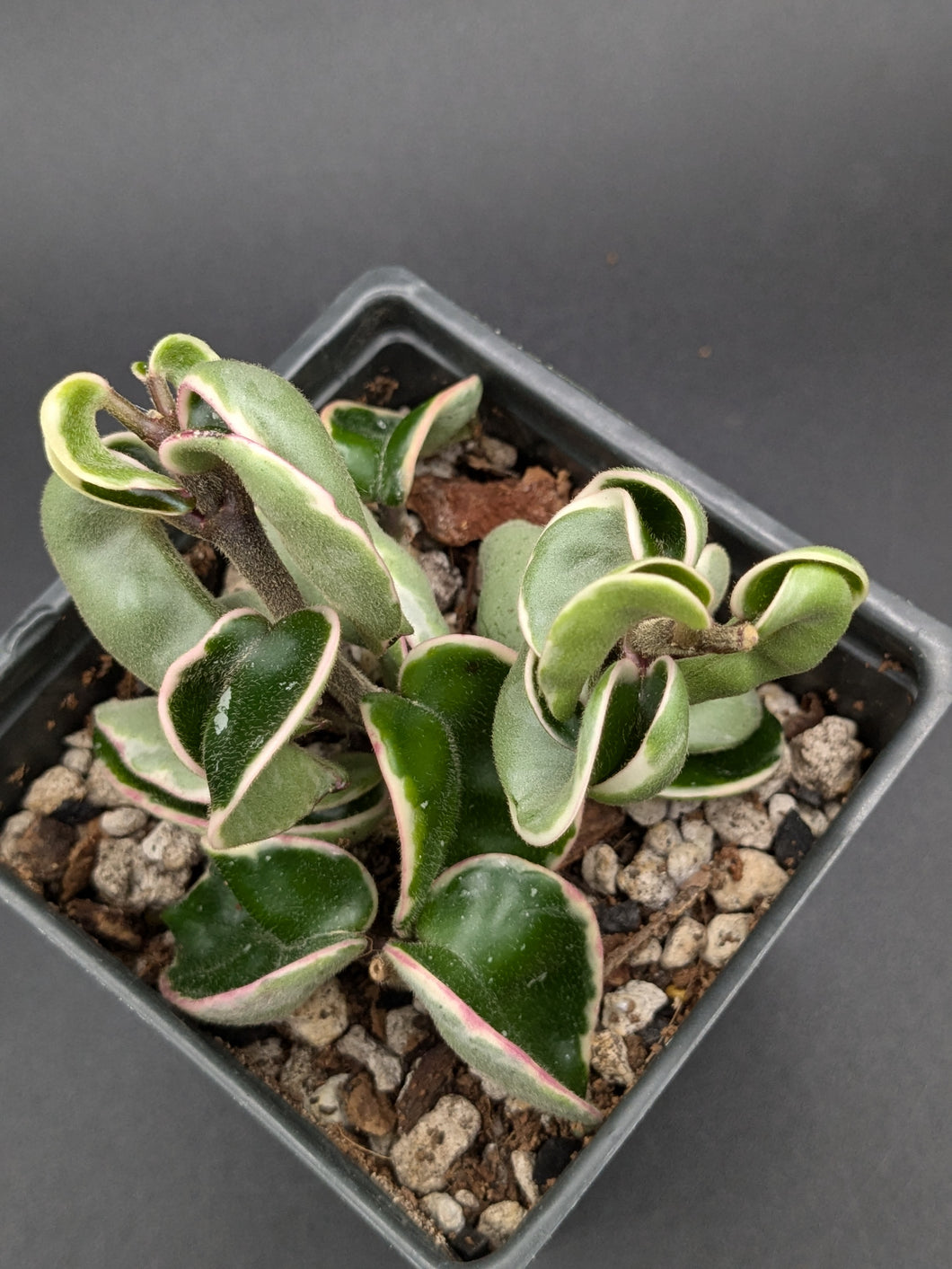 Variegated Hindu Rope Hoya, 4-Inch, Exact Plant!