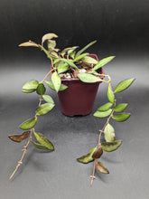 Load image into Gallery viewer, Hoya &#39;Rosita&#39;, 4-Inch, Exact Plant!
