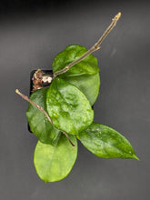 Load image into Gallery viewer, Hoya fungii, 4-Inch, Exact Plant!
