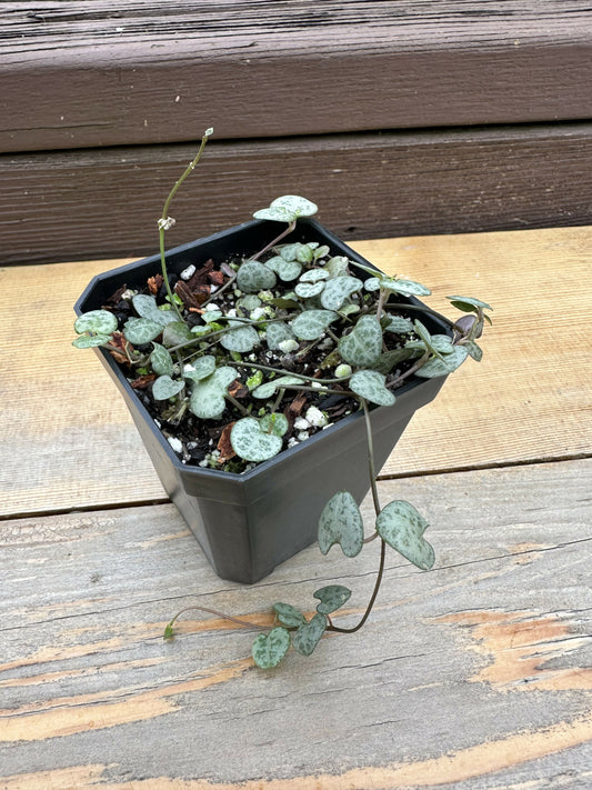 Ceropegia woodii “String of hearts” 2.5in