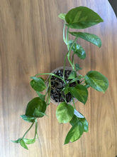 Load image into Gallery viewer, Epipremnum aureum &#39;Global Green&#39; pothos in 4 inch pot
