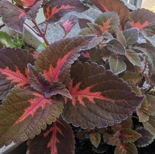 Velvet Coleus