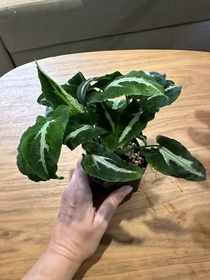 Syngonium wendlandii “black velvet”