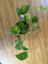 Load image into Gallery viewer, Epipremnum aureum &#39;Global Green&#39; pothos in 4 inch pot
