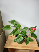 Load image into Gallery viewer, Anthurium &#39;Laceleaf&#39; 6&quot;
