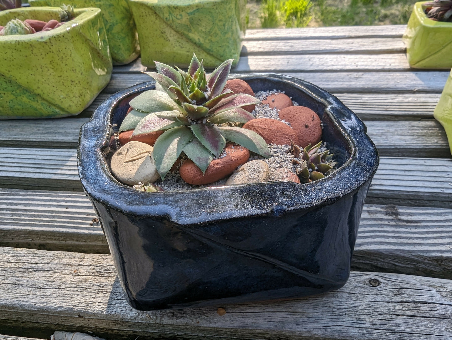 Succulent "Beach" - 3.5 inch