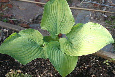 Hosta sum and substance