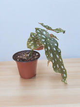 Load image into Gallery viewer, Begonia maculata &quot;The polka-dot Begonia&quot; 3.5&quot;
