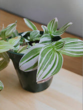 Load image into Gallery viewer, Tradescantia flumenensis &#39;Albo&#39; 3.5&quot;
