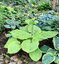 Load image into Gallery viewer, Hosta sum and substance
