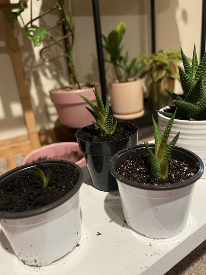 Haworthia 'Zebra Plant' White Stripe Aloe Spiky Succulent (2 inch)