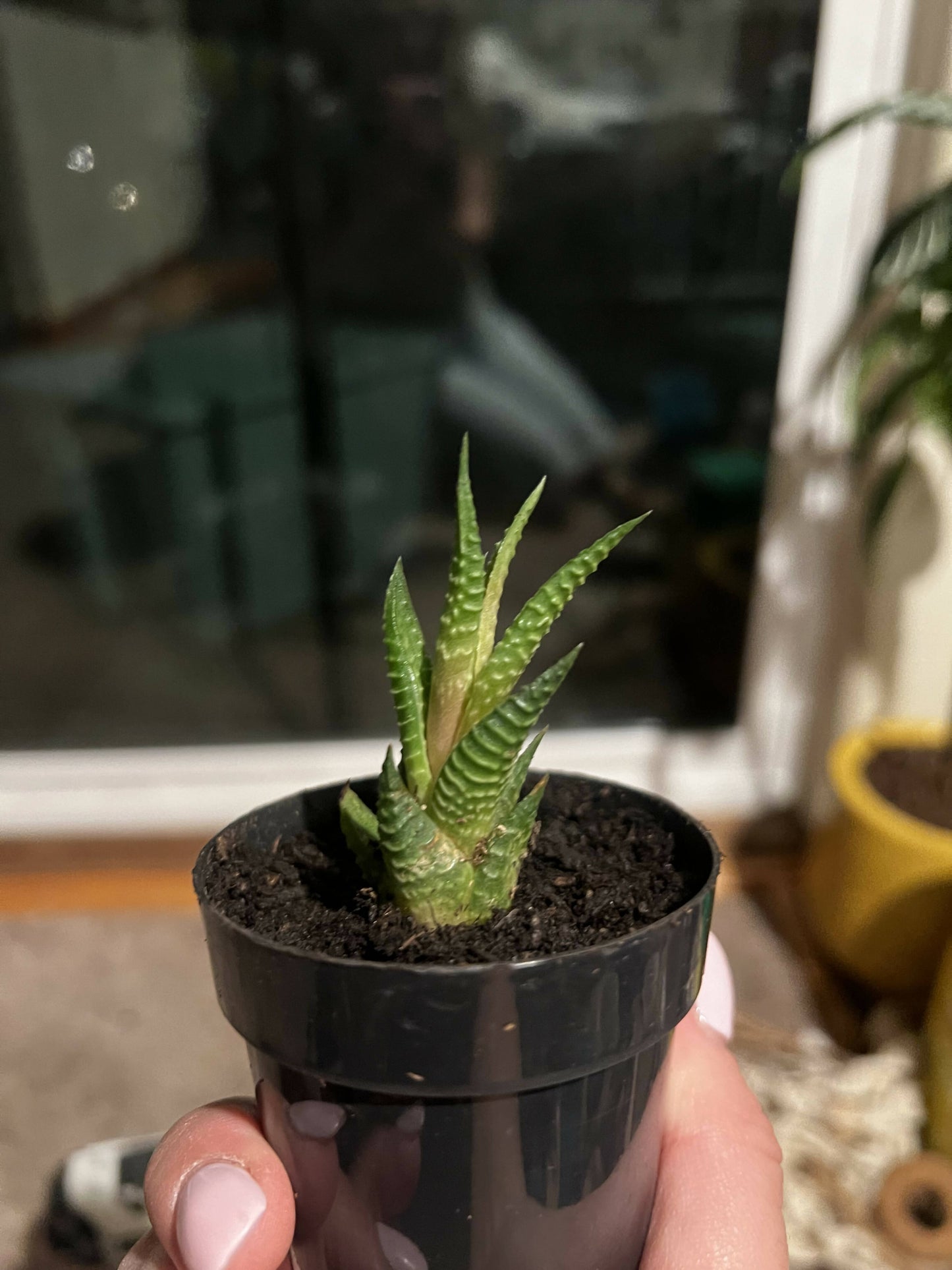 Haworthia 'Zebra Plant' White Stripe Aloe Spiky Succulent (2 inch)