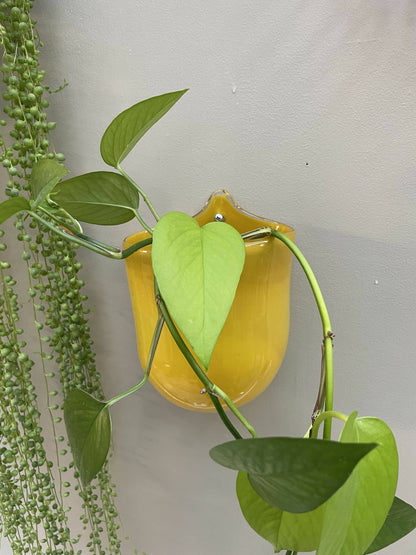 Glass Wall Plant Pouch in Mustard Yellow