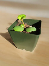 Load image into Gallery viewer, Peperomia tetraphyllia &#39;Hope&#39;
