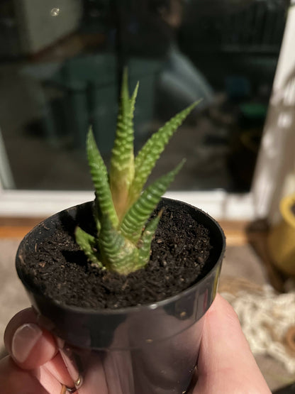 Haworthia 'Zebra Plant' White Stripe Aloe Spiky Succulent (2 inch)