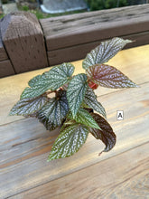 Load image into Gallery viewer, Begonia maculata &#39;Pink Spot&#39; 3”
