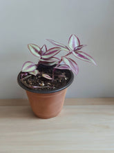 Load image into Gallery viewer, Tradescantia zebrina &#39;Evanescence&#39; 3&quot;
