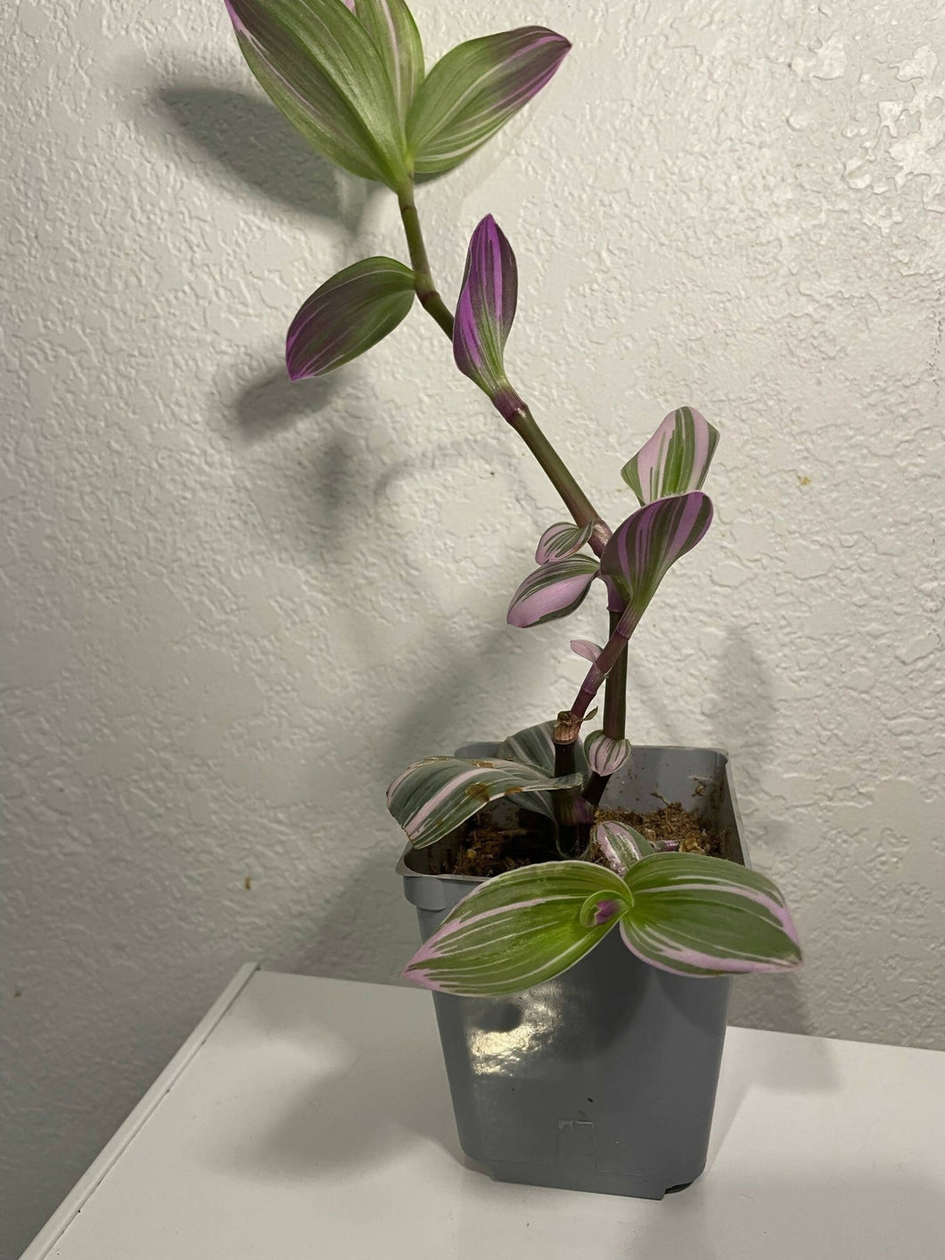 Tradescantia blossfeldiana Nanouk – plantbaby