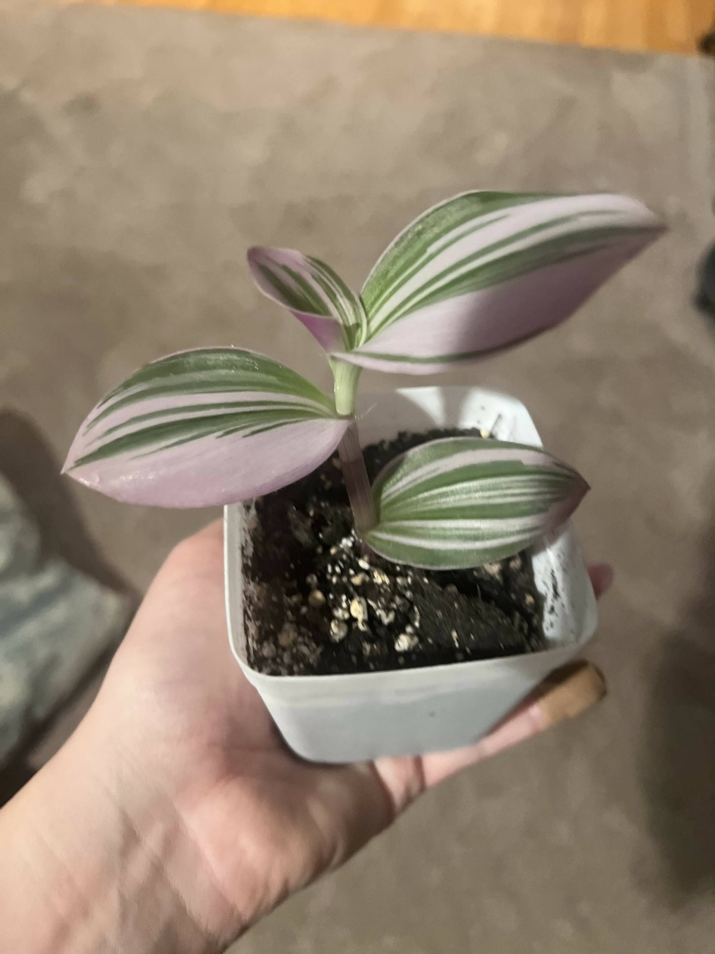 Rare Nanouk - Pink Tradescantia