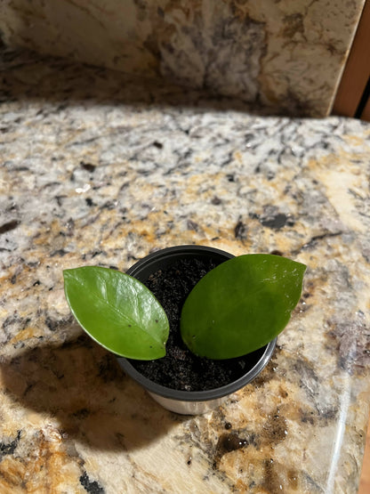 Hoya obovata