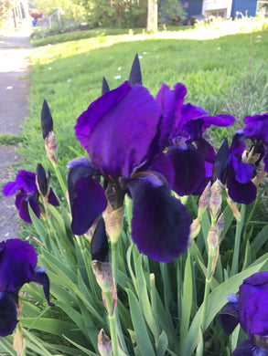 Violet Iris bulbs