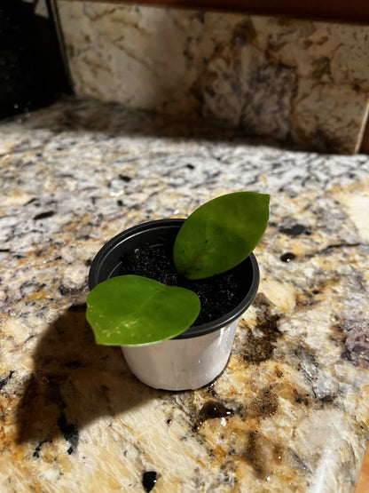 Hoya obovata