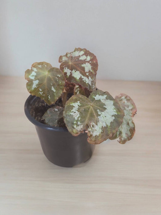 Begonia Rex 'Silver Skies' 3"