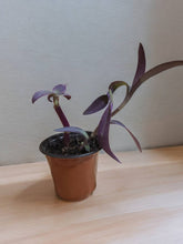 Load image into Gallery viewer, Tradescantia pallida &#39;Purple Heart&#39; 3.5&quot;
