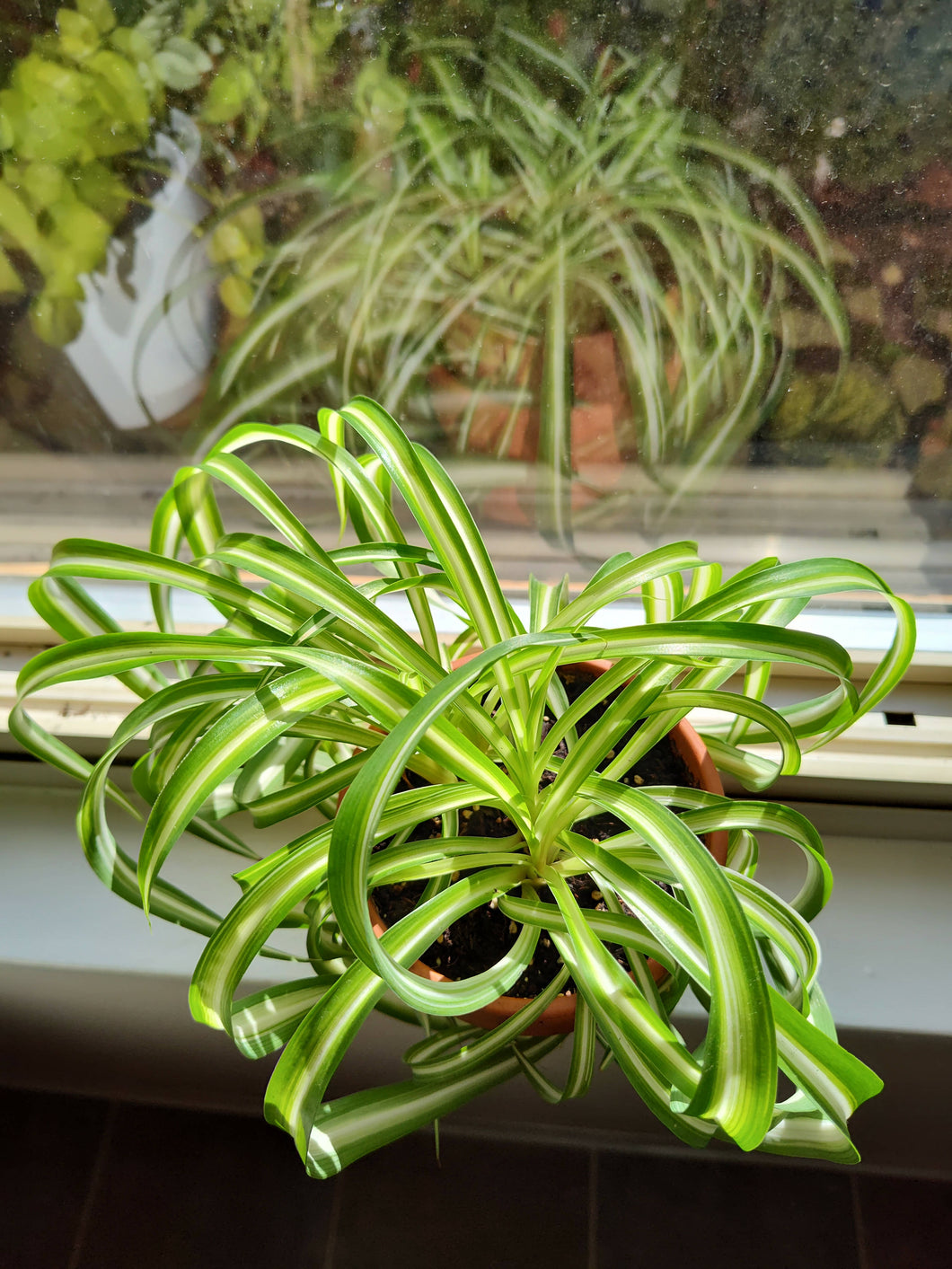 Curly Spider Plant 'Bonnie' 4