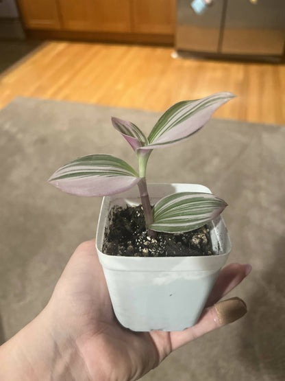 Rare Nanouk - Pink Tradescantia