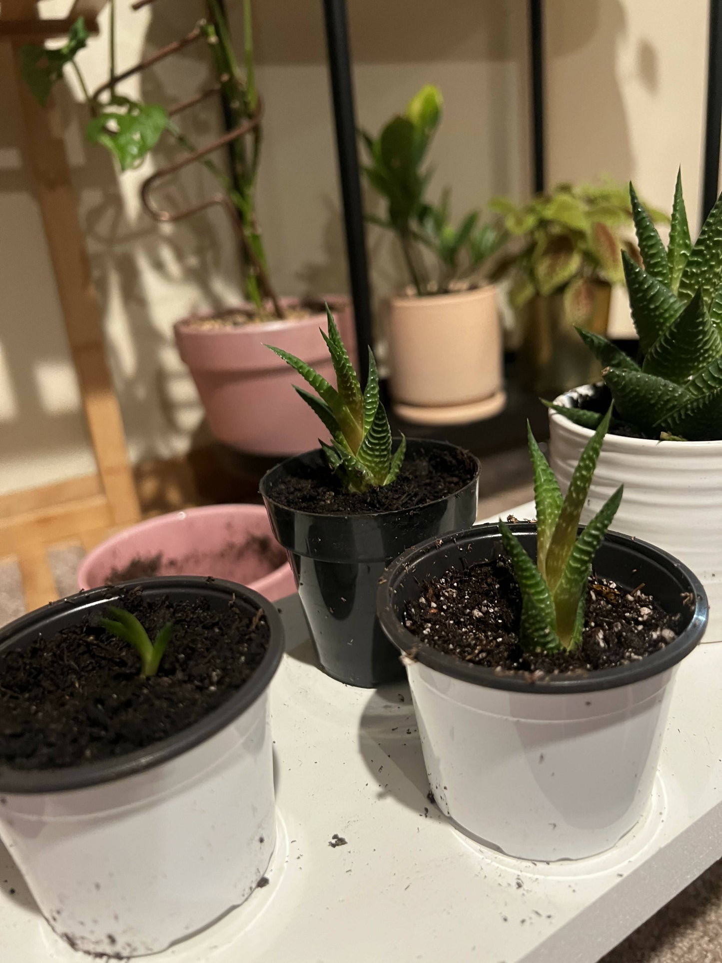 Haworthia 'Zebra Plant' White Stripe Aloe Spiky Succulent (2 inch)