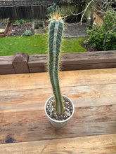 Load image into Gallery viewer, Blue Columnar Cactus &#39;Pilosocereus azureus&#39; 4.5”
