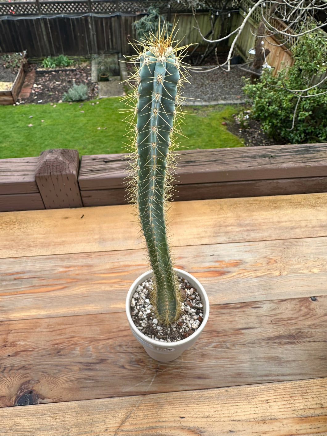 Blue Columnar Cactus 'Pilosocereus azureus' 4.5”