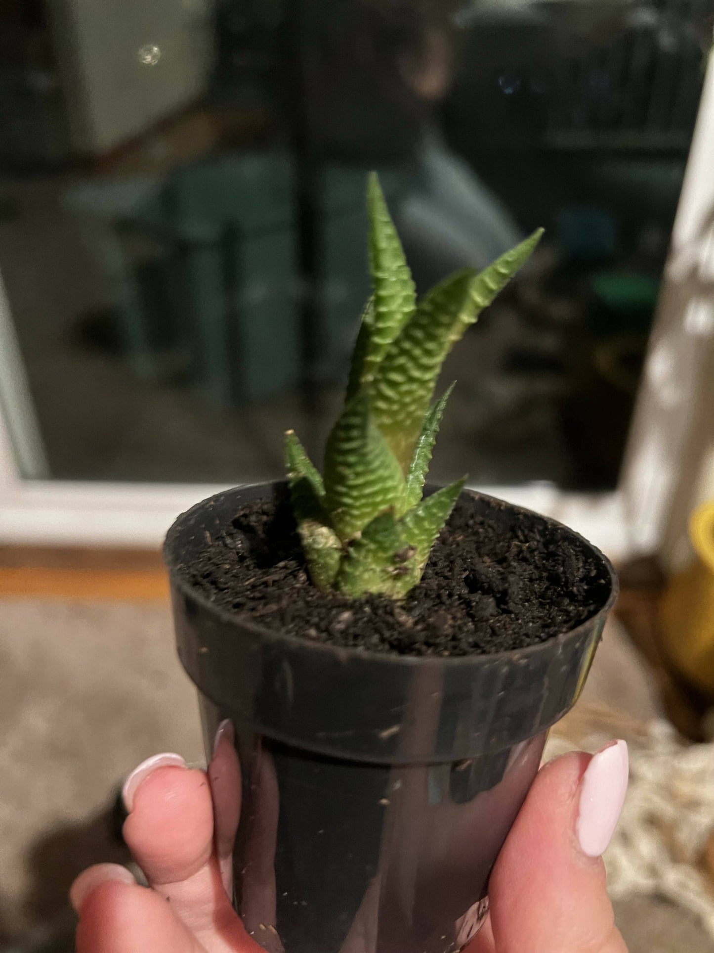 Haworthia 'Zebra Plant' White Stripe Aloe Spiky Succulent (2 inch)