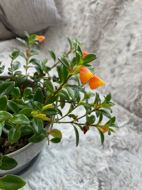 Goldfish Plant / Nematanthus gregarious