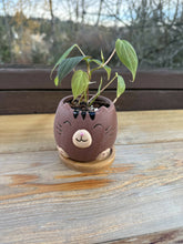 Load image into Gallery viewer, Philodendron Micans in cat planter 3.5in
