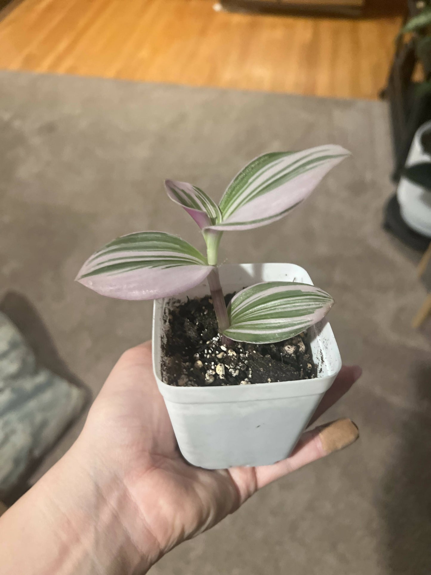 Rare Nanouk - Pink Tradescantia