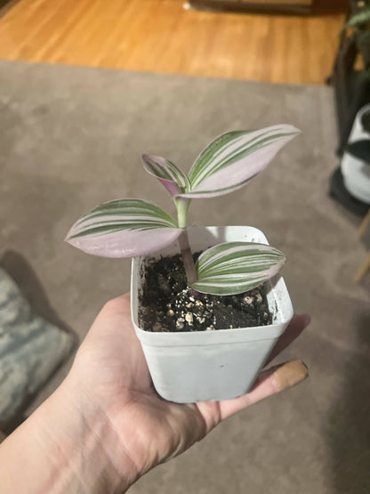 Rare Nanouk - Pink Tradescantia