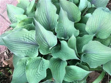 Load image into Gallery viewer, Hosta Jane&#39;s blush

