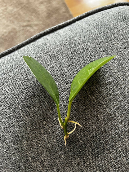 Hoya obovata