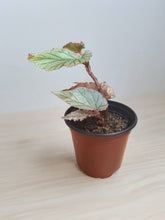 Load image into Gallery viewer, Begonia &#39;Frosty Don Miller&#39; 3.5 inch
