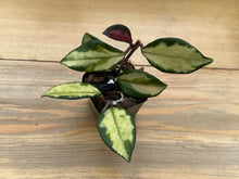 Load image into Gallery viewer, Hoya Carnosa ‘Tricolor’ 2in
