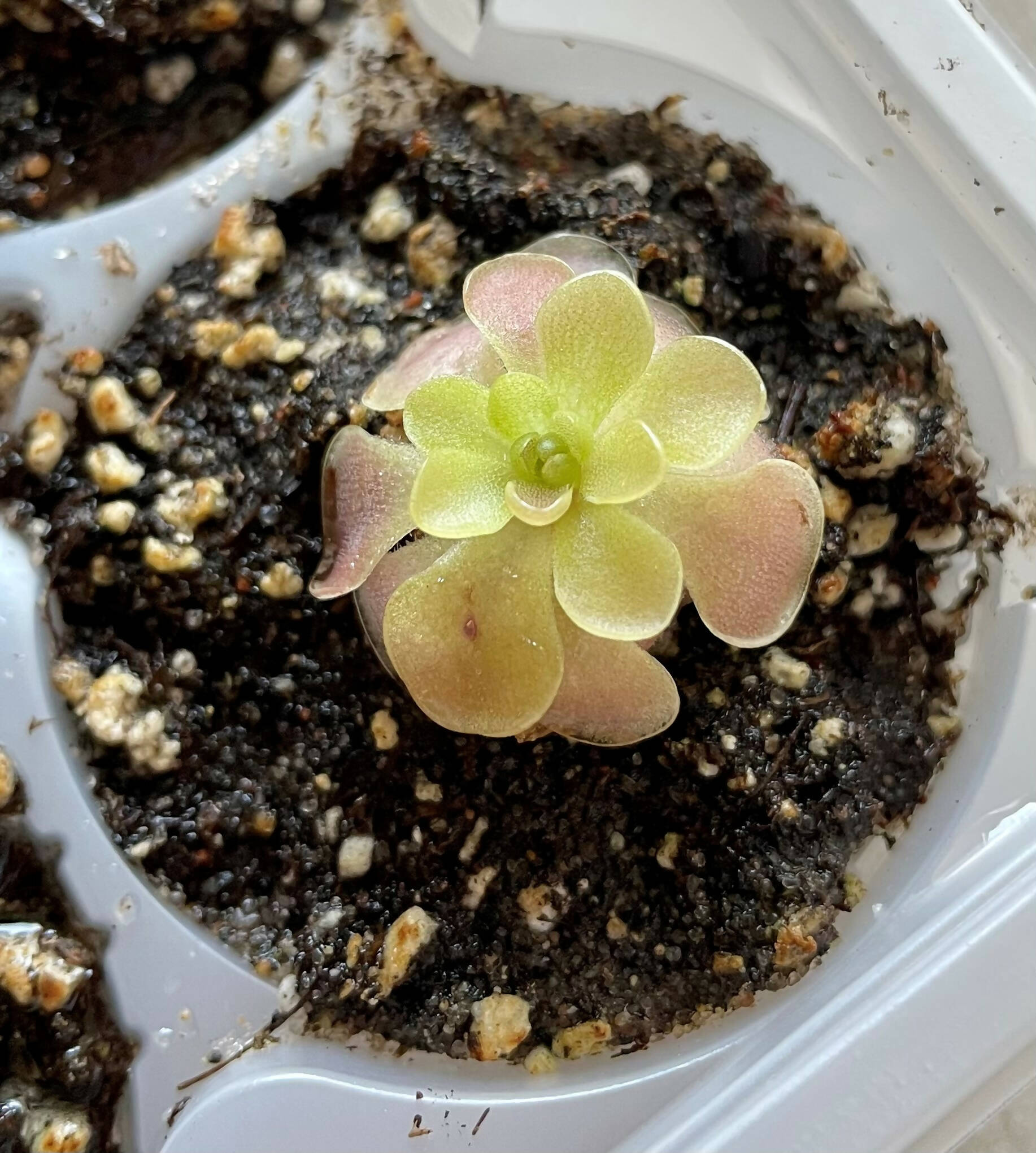 butterwort succulent Pinguicula/ Butterwort Kewensis- Baby Ping