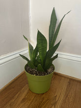Load image into Gallery viewer, Snake plant
