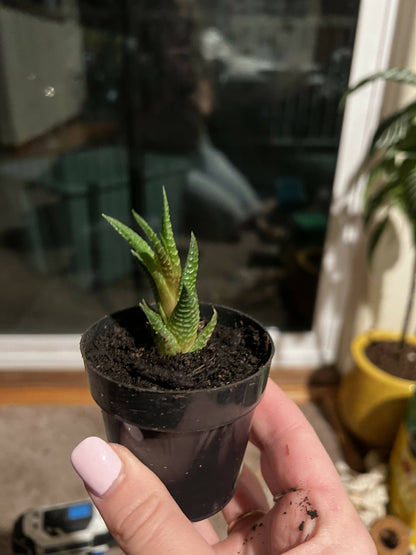 Haworthia 'Zebra Plant' White Stripe Aloe Spiky Succulent (2 inch)