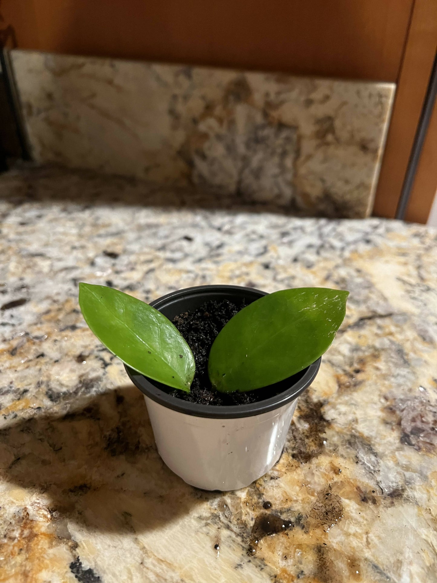 Hoya obovata